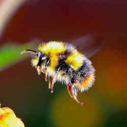 A bumblebee in flight.