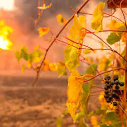 Grapes' exposure to the smoke of wildfires could mar the finished wine.