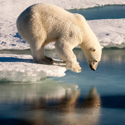 polar bear on an ice floe