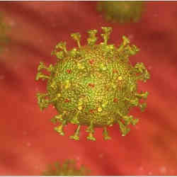A coronavirus cell.