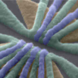 False-colored scanning electron micrograph of the device. 