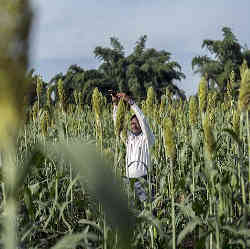 A Star Agribazaar field worker geo-tags a corn field during a pilot program in Guna, Madhya Pradesh.