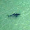 More Shark-Spotting Drones, Drumlines Added to NSW Coastlines