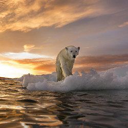 polar bear on ice floe