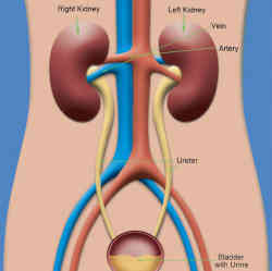 Normal kidney function.
