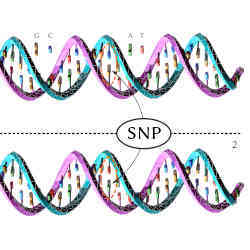 The upper DNA molecule differs from the lower DNA molecule at a single base-pair location.