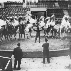 Black-and-white photo of old-time circus, ringmaster training horses