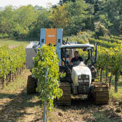 Mirko Cappelli harvests grapes using an automated machine pulled by tractor.