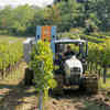 Robots Take Over Italy's Vineyards as Wineries Struggle with COVID-19 Worker Shortages