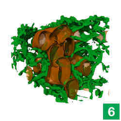 An image showing the interaction between mitochondria (orange) and the endoplasmic reticulum (green.)