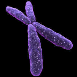 An X chromosome.