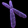 Los Alamos Supercomputers Uncover Subtleties of the X Chromosome