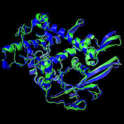 Structures of a protein that were predicted by artificial intelligence (blue) and experimentally determined (green) match almost perfectly.