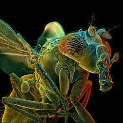 A color-enhanced scanning electron micrograph of Drosophila melanogaster, the common fruit fly.