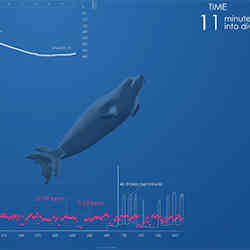 Source data from a tagged elephant seal.