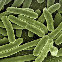 Escherichia coli, one of the top three pathogens on World Health Organisations target list.