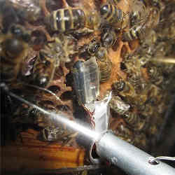 Robobee, center, amid many other bees.