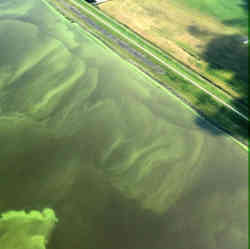 A coastal algae bloom.