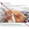 Those Cute Cats Online? They Help Spread Misinformation.