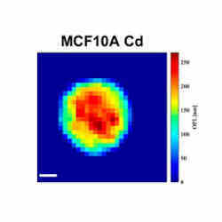 A single-cell image taken by a new high-speed cell holography device.