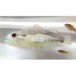 The robot fish with two mosquitofish (at right). 