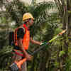 'Intelligent' Cutters for Trees to Ease Malaysia Palm Oil Labor Crunch