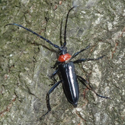 plum longhorn beetle