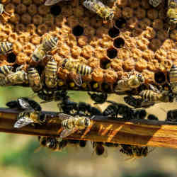 Bees in and around a honeycomb.