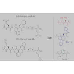 Chemical representation of hexapeptides. 