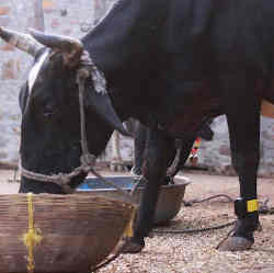 A cow with a step tracker on its leg.