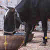 Dairy-Tech Startup Created a Step Counter for Cows