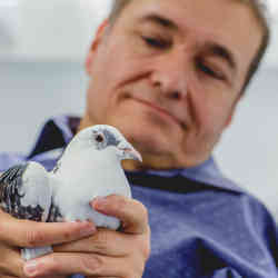 A researcher with a pigeon.