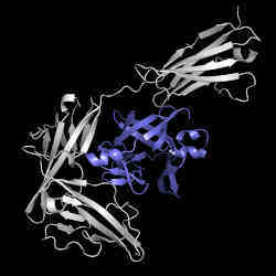 A protein (in gray) docking with another protein (in purple) to form a protein complex. 