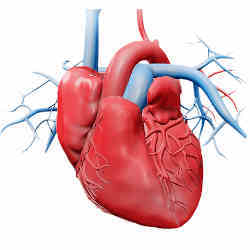 Illustration of a human heart.