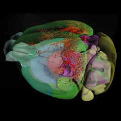 A virtual mouse brain.