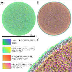 Full-scale model of a realistic HIV-1 lipid vesicle at united atom resolution (MARTINI force-field) has been developed using supercomputer resources.