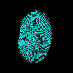 A fingerprint.