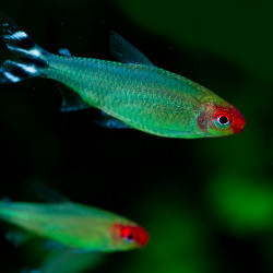 rummy-nose tetra fish