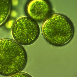 unicellular algae