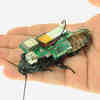 Robotized Insects May Search Collapsed Buildings for Survivors