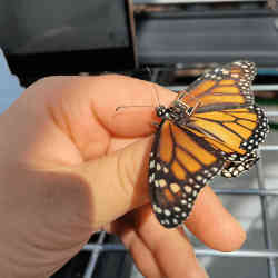 A monarch butterfly equipped with a tracking chip.