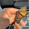 Mission to Monitor Migrating Monarchs
