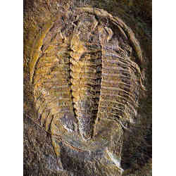 Fossil of a trilobite.