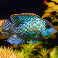 A blue acara chiclid.