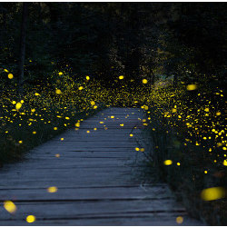 fireflies in the woods at night