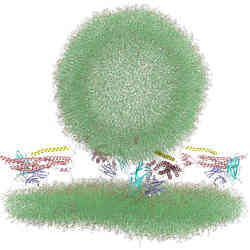 nitial configuration of the molecular dynamics simulations designed to investigate the nature of the primed state of synaptic vesicles.