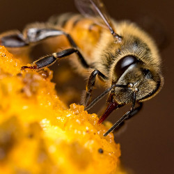 honey bee on mango