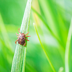 tick insect on a blade of grass