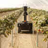California's Strawberry Fields May Not Be Forever. Could Robots Help?