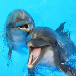 two dolphins vocalizing with the heads out of the water